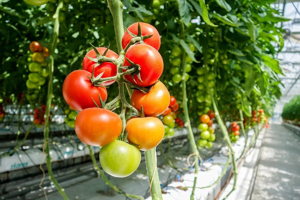 Reife Tomaten in einem Gewächshaus