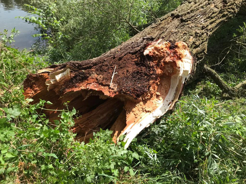 Gänswiese Trauerweide: riesiger Ast kracht runter