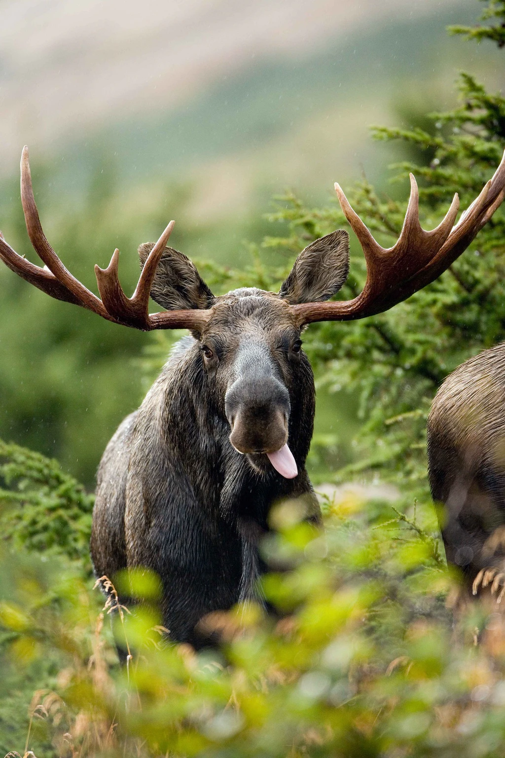 Elch Erwin zurück im Wildpark Pforzheim – tierisches Highlight für ...