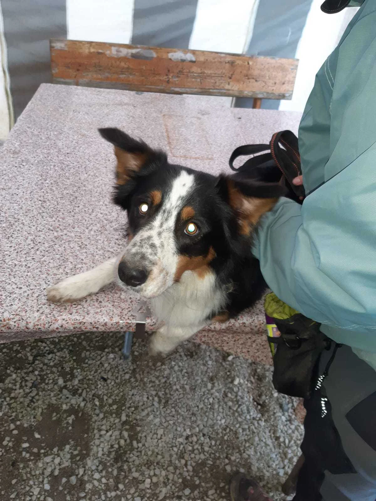 Kalte Schnauze: Medical Training