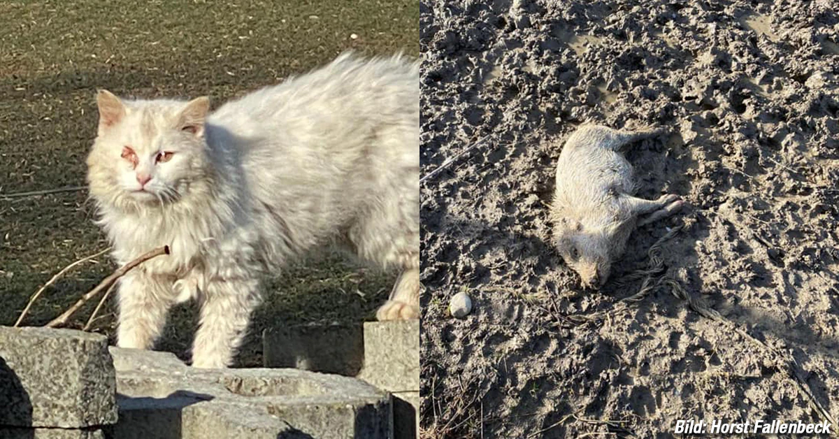 Tierschützer finden Tiere in furchtbaren Zustand — © Horst Fallenbeck