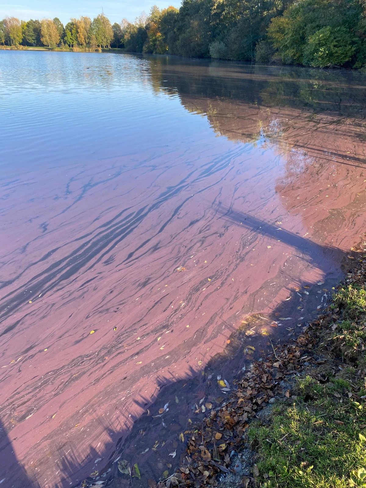Blaualgen in Baggerseen in Laupheim