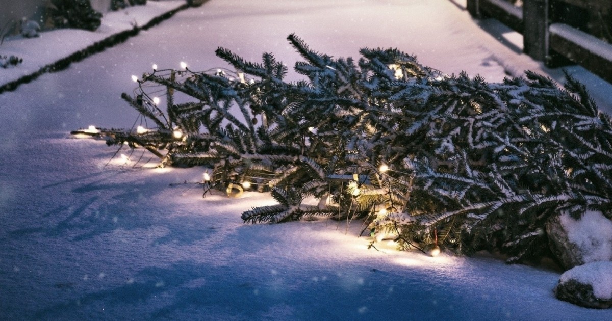 Wann Wird Der Tannenbaum Abgeholt Christbaumabfuhr Region Ulm: Wann wird mein Weihnachtsbaum abgeholt