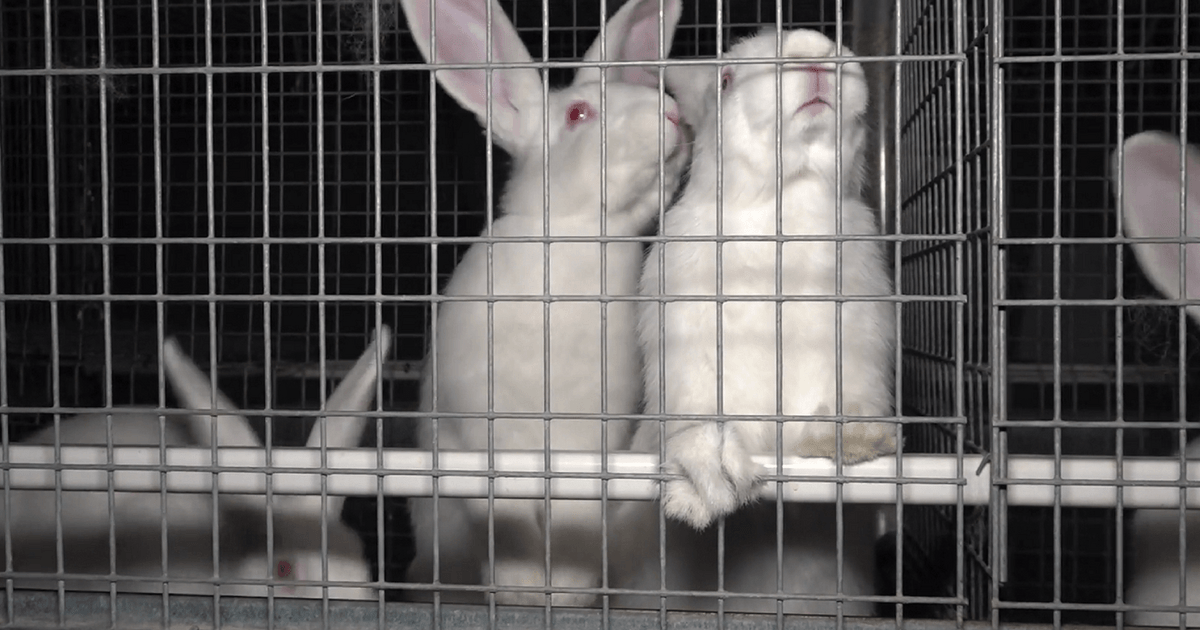 Kaninchenzucht In Abtsgm Nd Strafbefehle Gegen Mitarbeiter Wegen