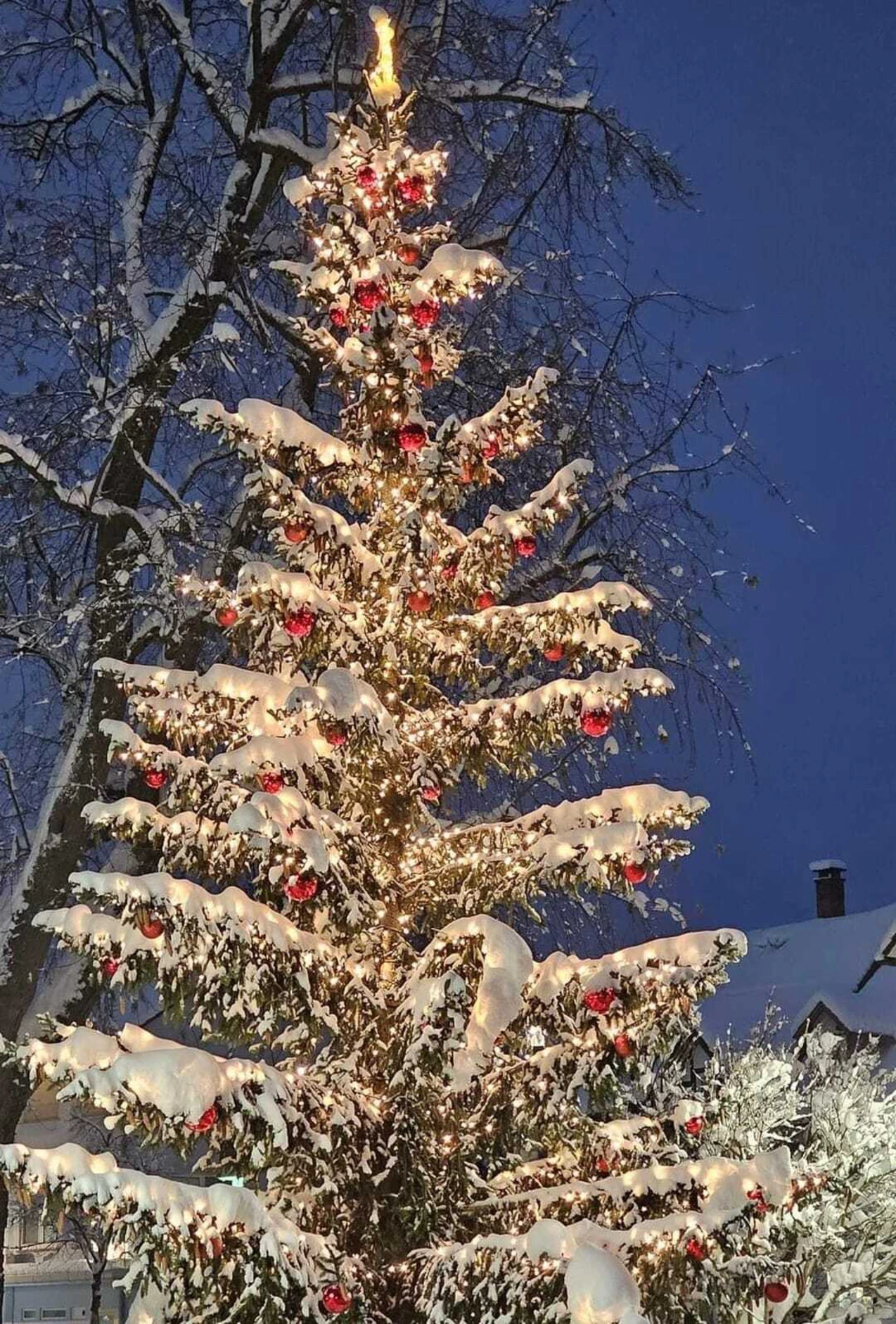 Das ist Schwabens schönster Weihnachtsbaum