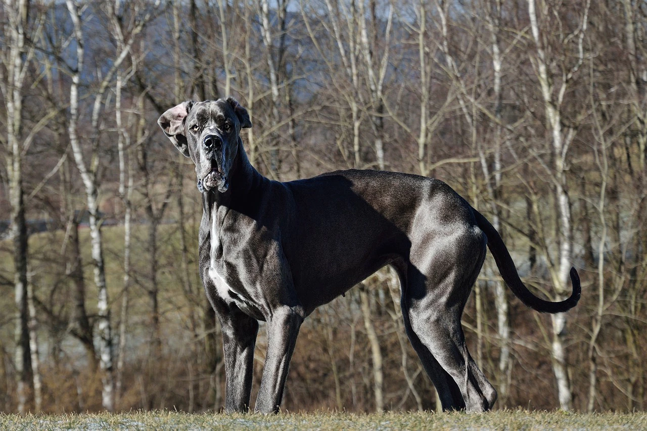 Hund, Dogge