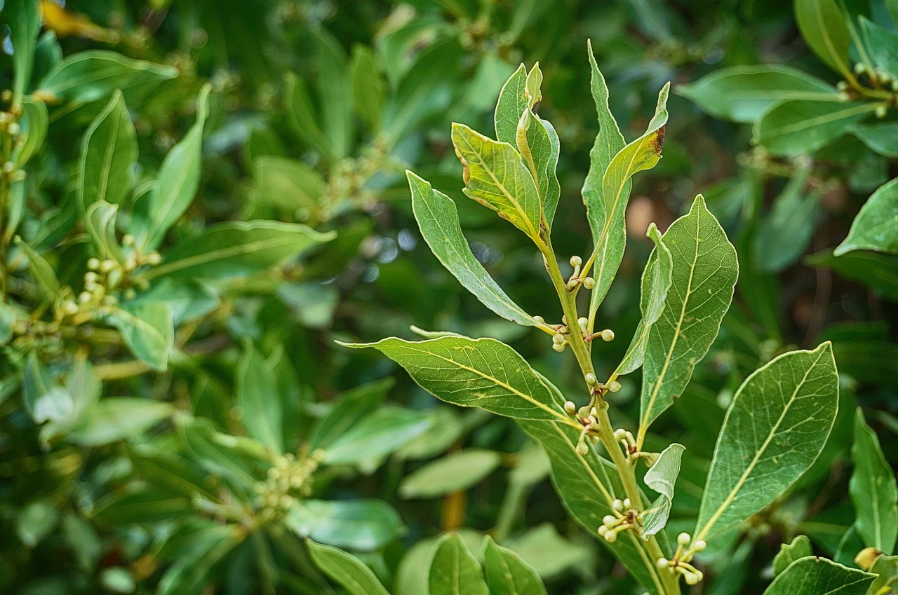Lorbeerbaum