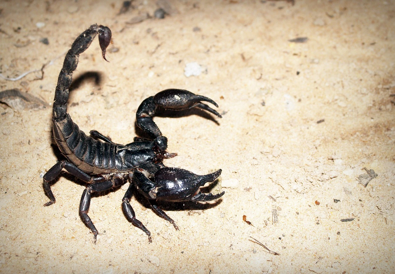 Skorpion — © Symbolbild