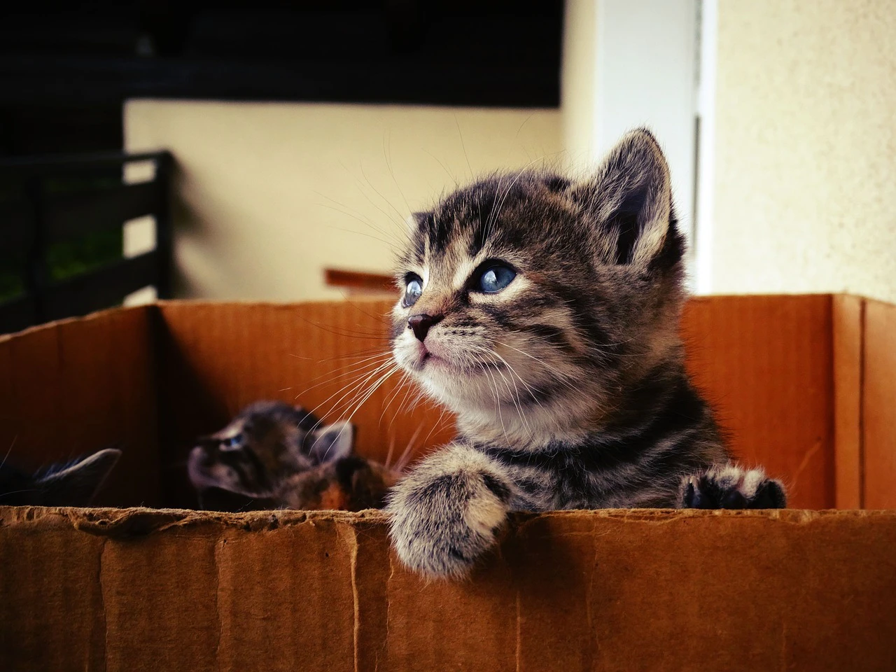Babykatzen