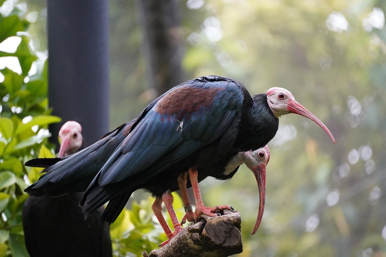 Waldrapp, Vogel — © Jeremy Snavely