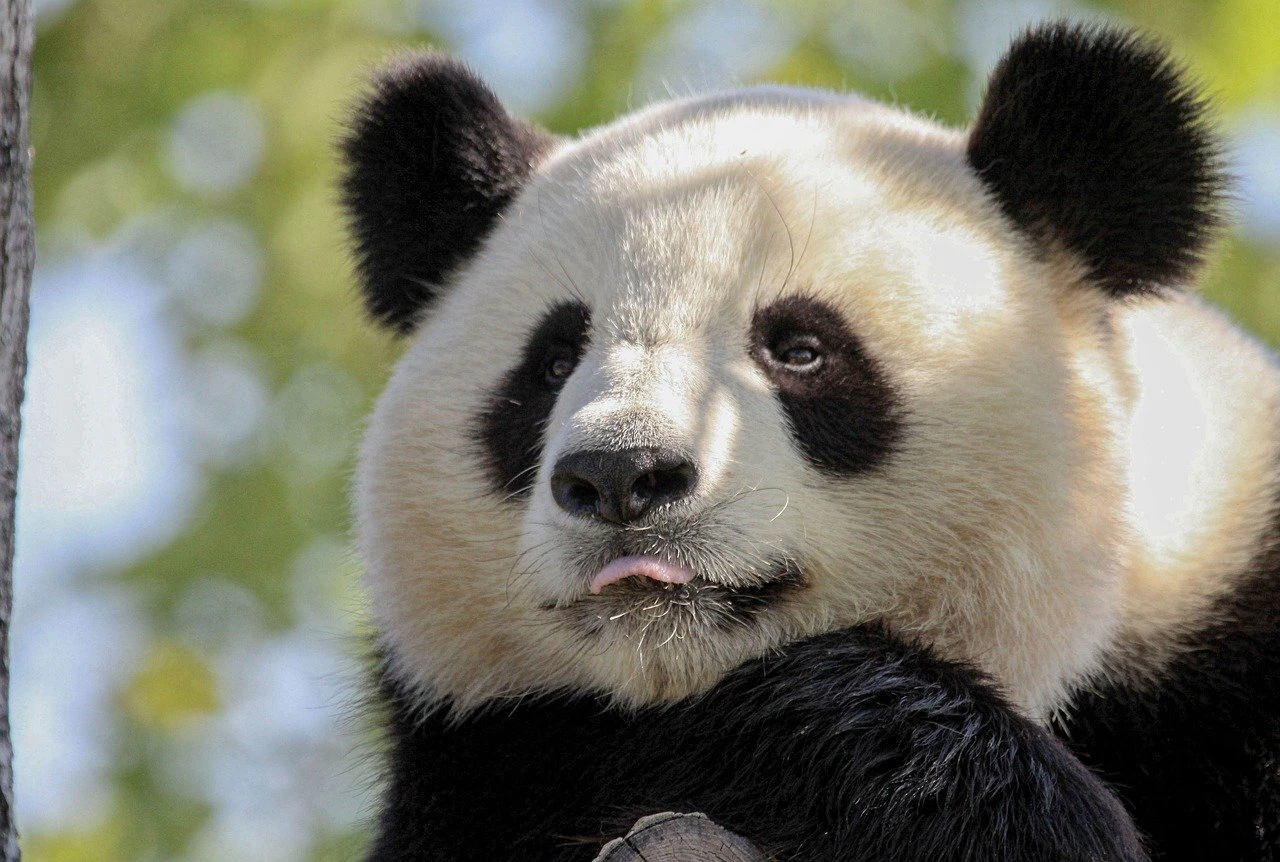 Panda — © Symbolbild
