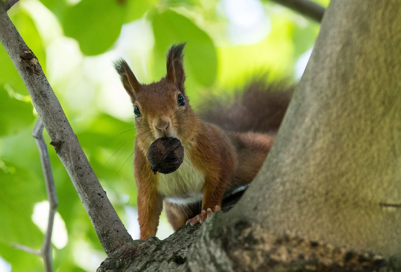 Baum mit Eichhörnchen — © Symbolbild
