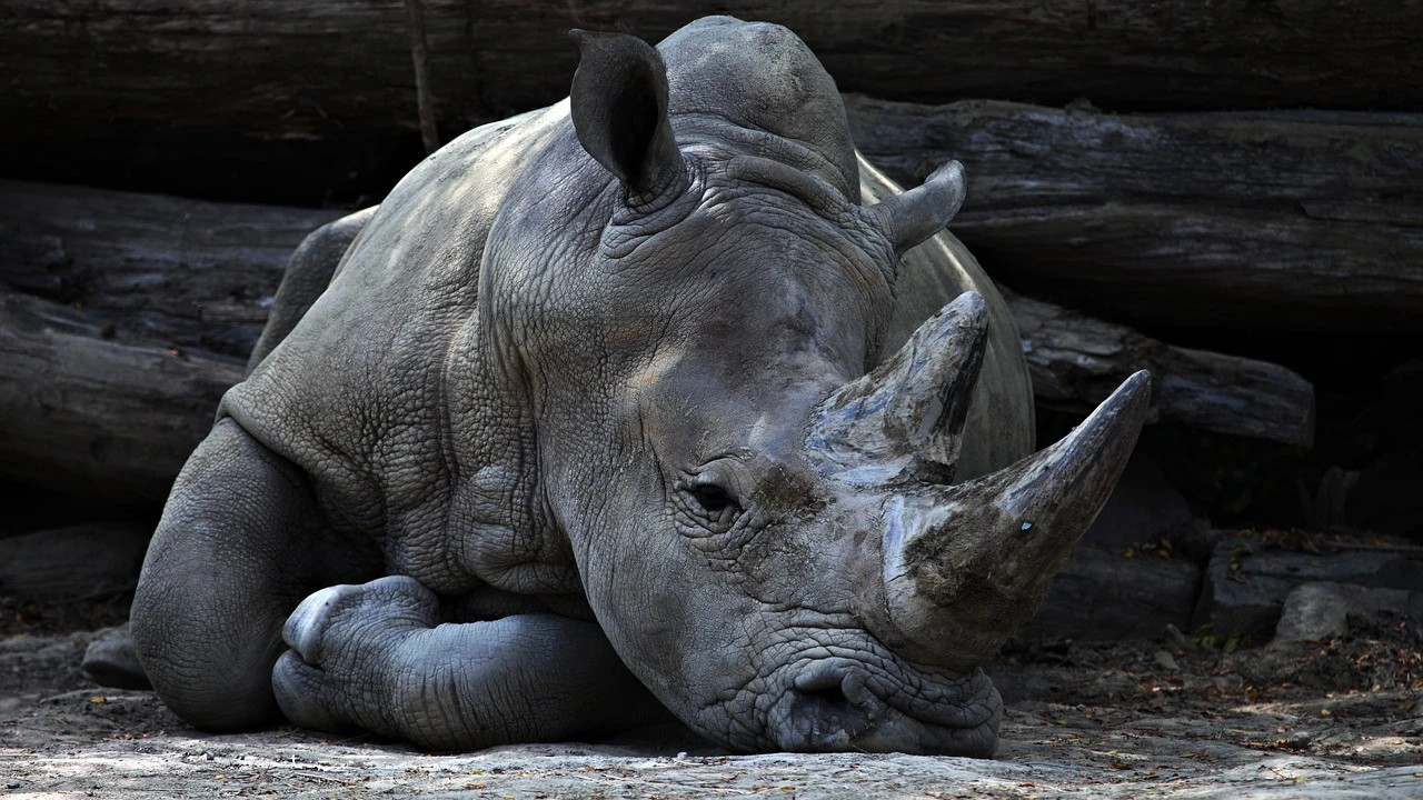 Nashorn — © Symbolbild
