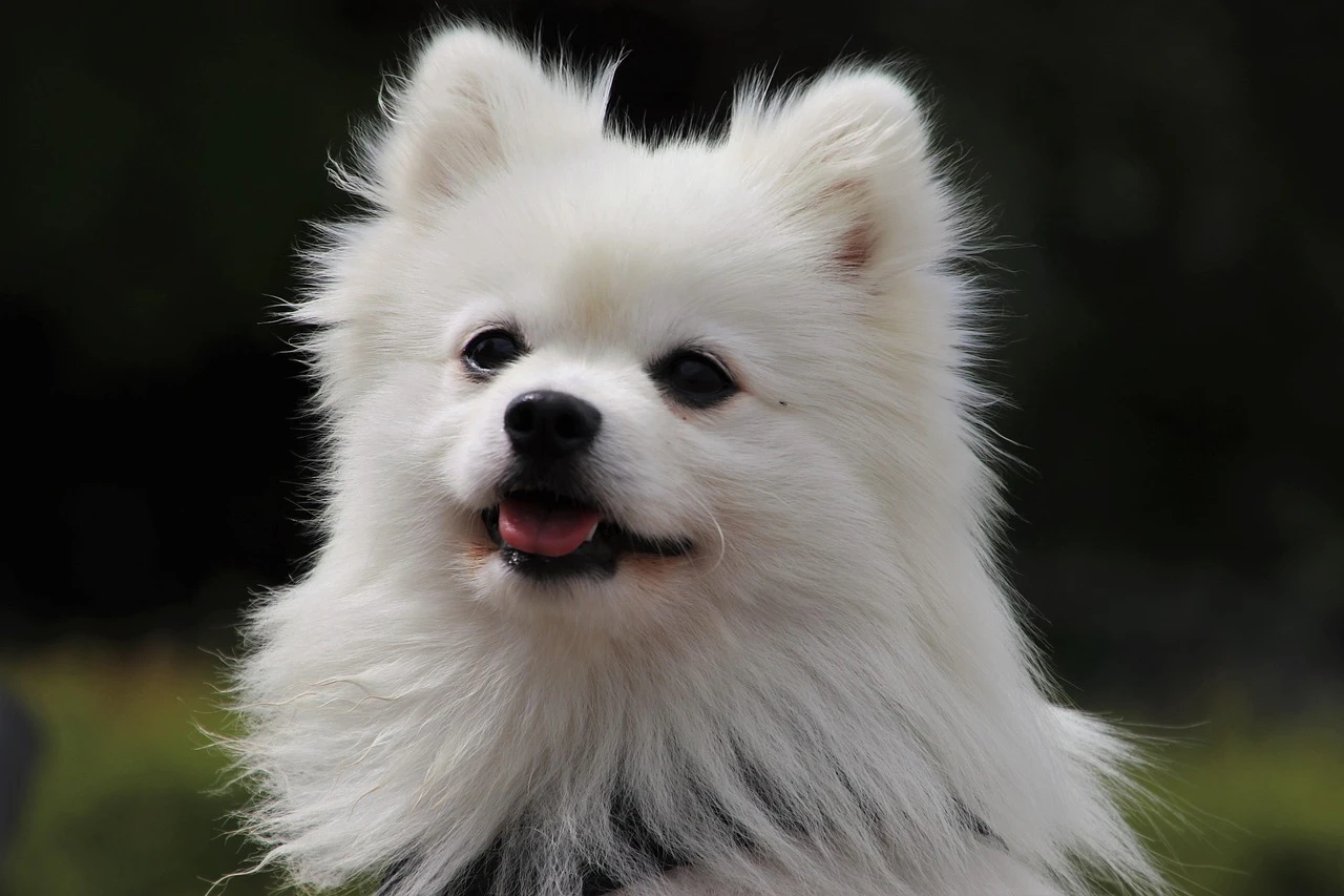 weißer Spitz — © Symbolbild