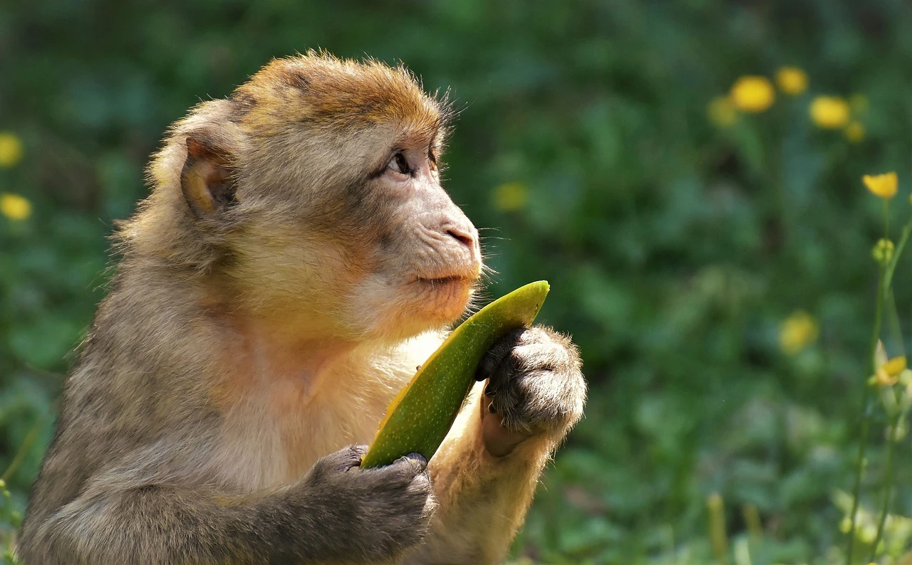 Affe, Berberaffe — © Symbolbild