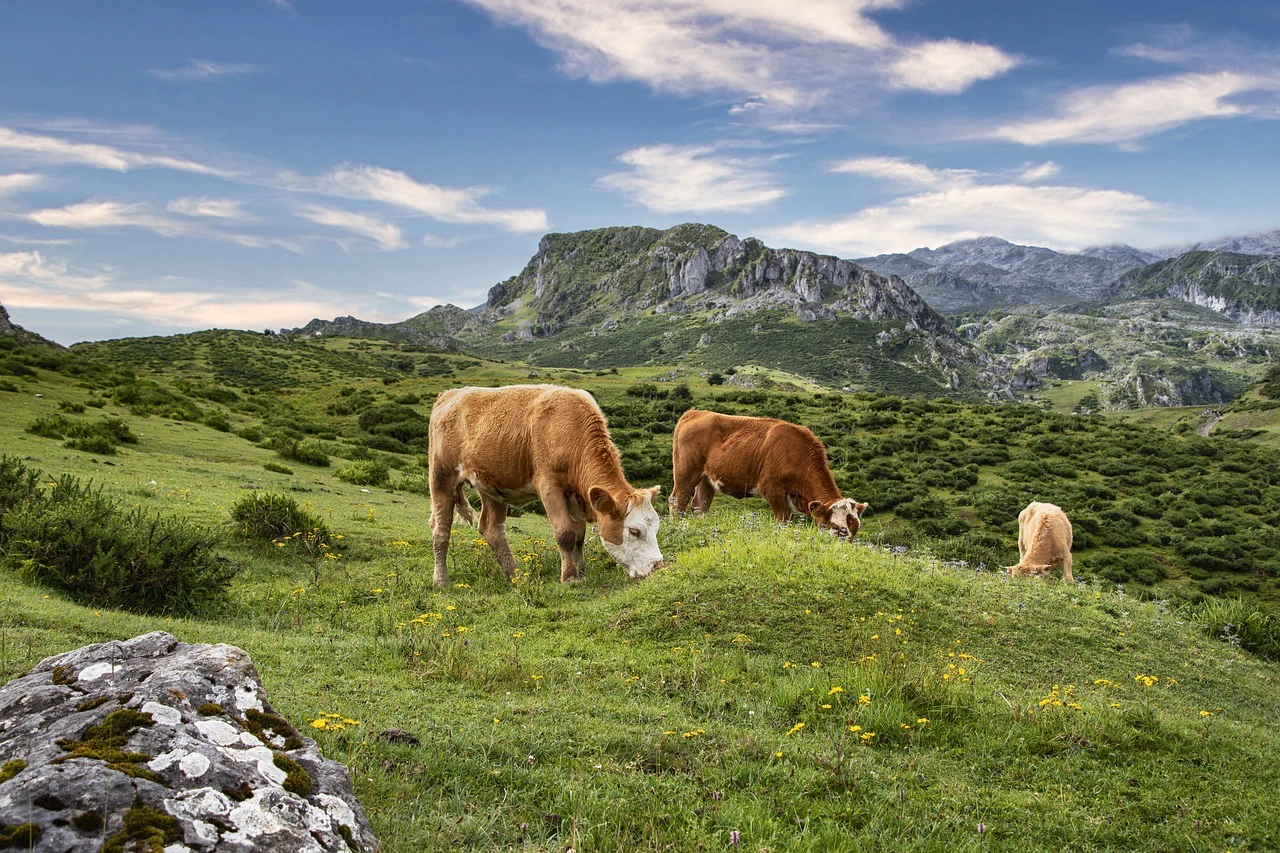 Alpen, Kühe, Allgäu