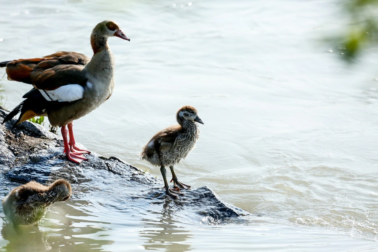 Rostgans, Gans, Vogel — © Symbolbild