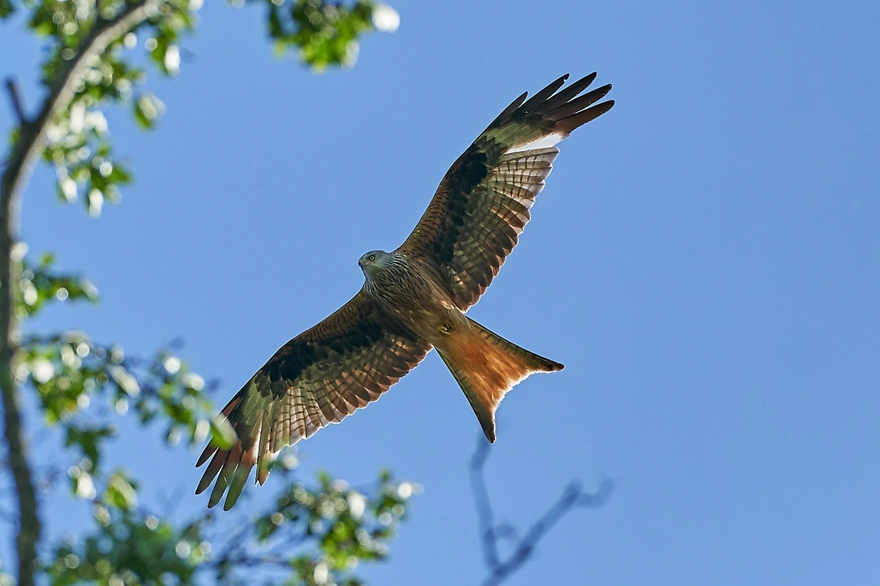 Rotmilan, Milan, Greifvogel