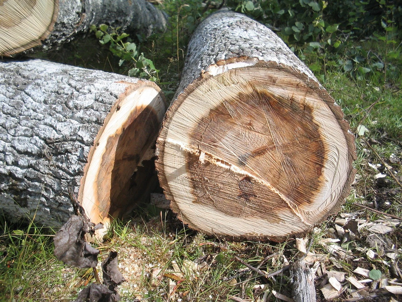 Baum fällen — © Symbolbild