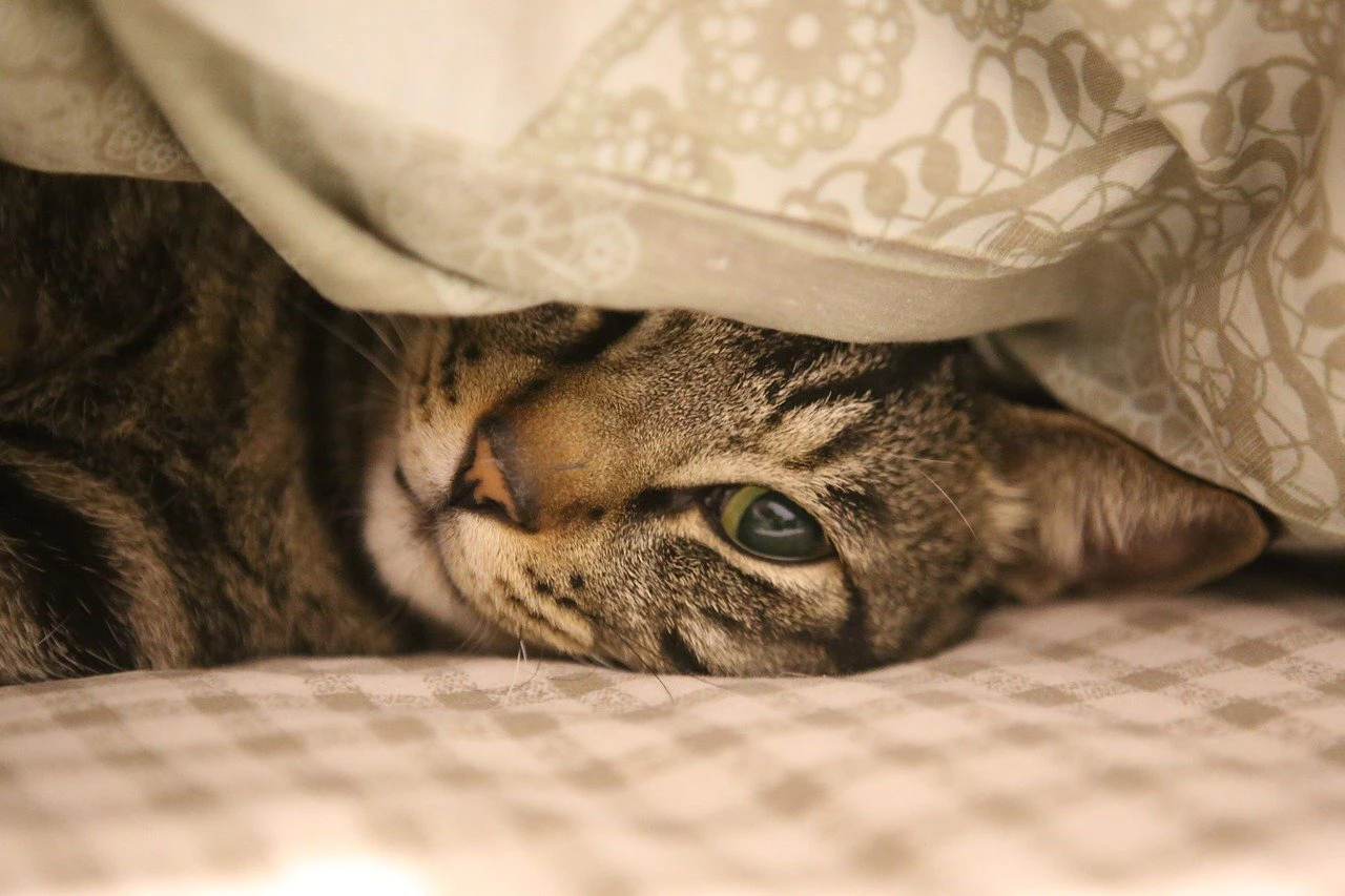 Katze unter einer Decke — © Symbolbild