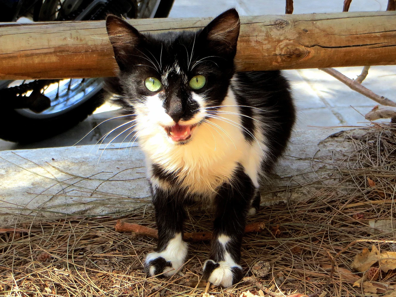Katze
