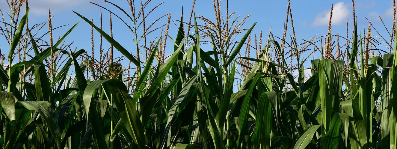 Maisfeld