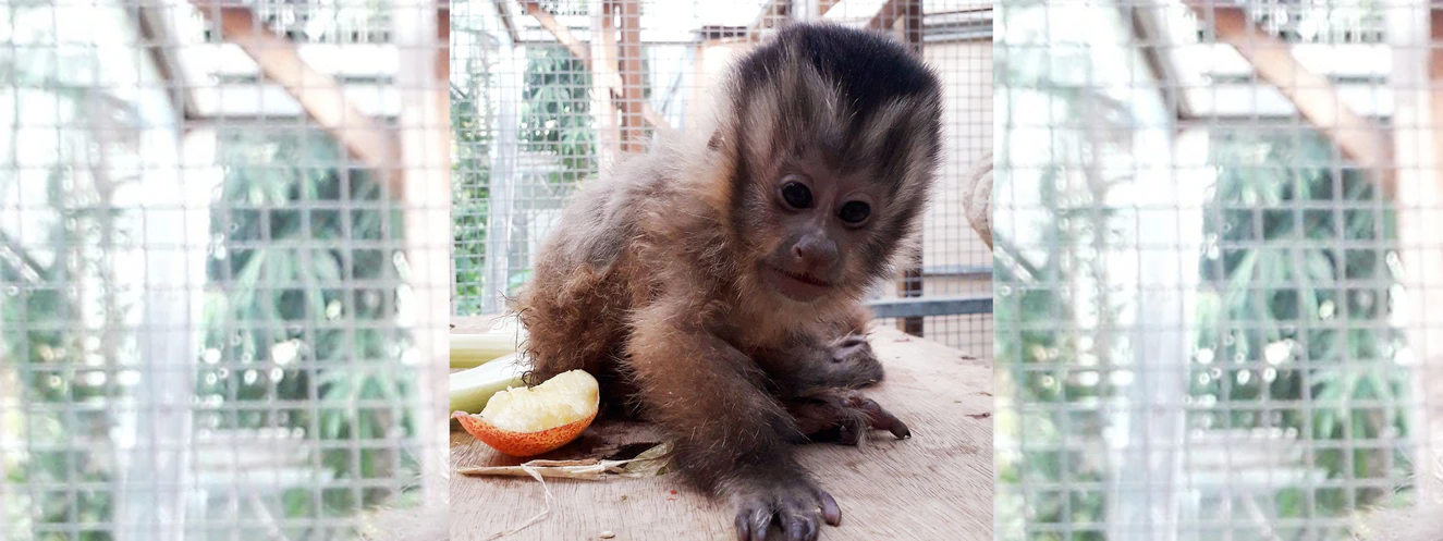 Der kleine Affe im Tiergarten Ulm sucht einen Namen — © Tiergarten Ulm