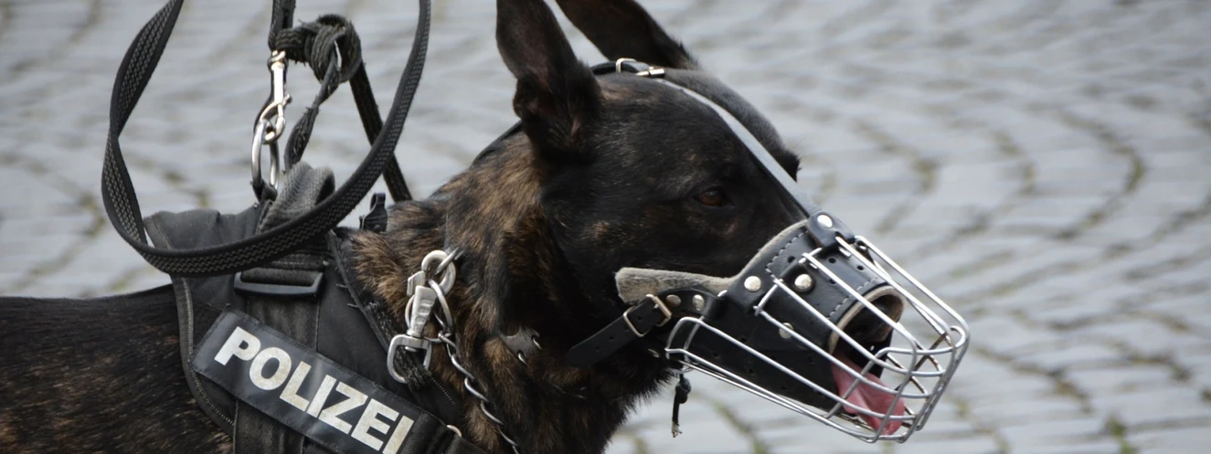 Polizeihund