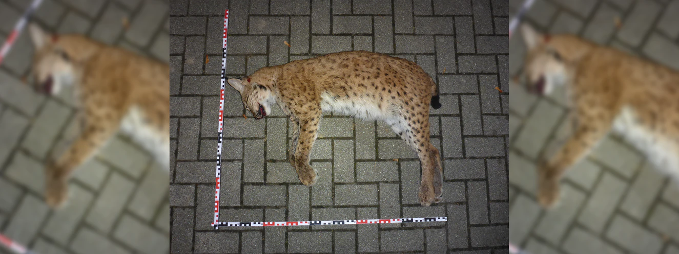 Ein toter Luchs