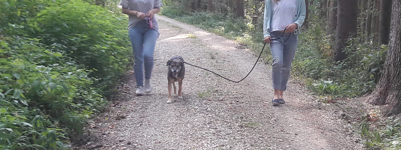 Auslandsrettungshund Cecil beim Spaziergang im Wald