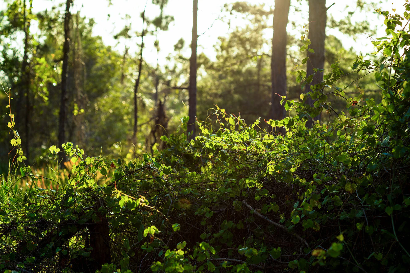 Der Klingensteiner Wald — © klingensteinerwald.de