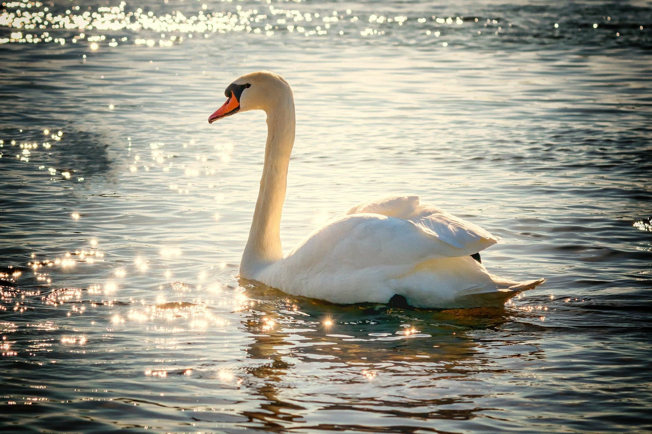 Schwan