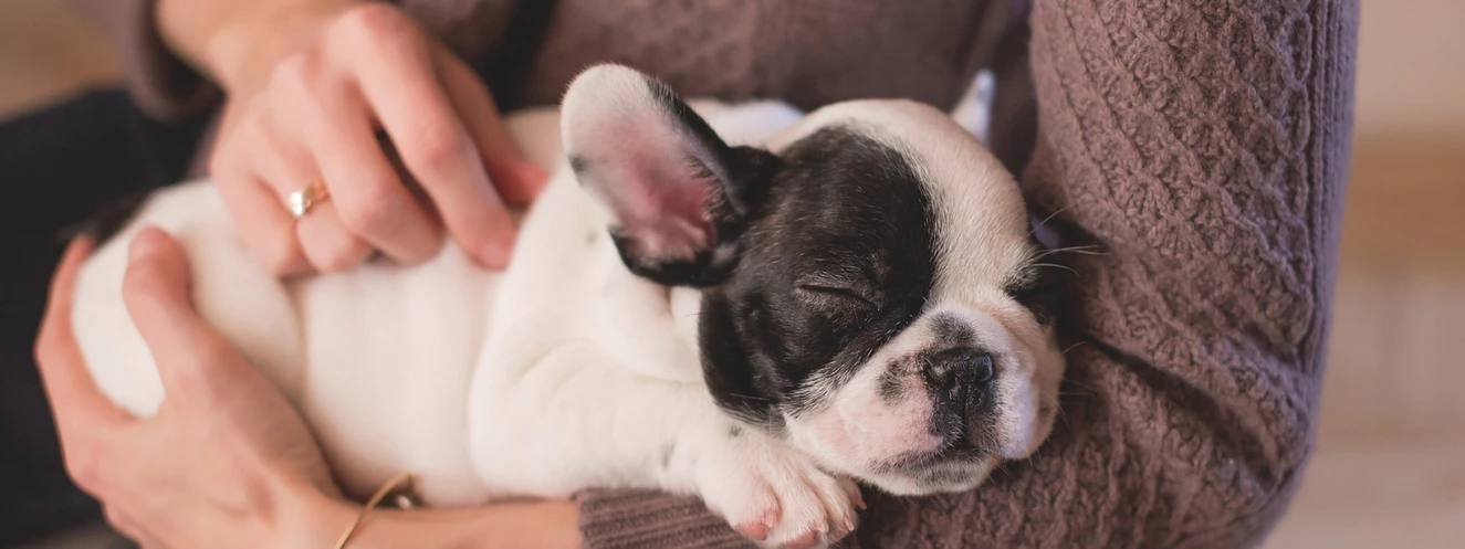 Hund im Arm