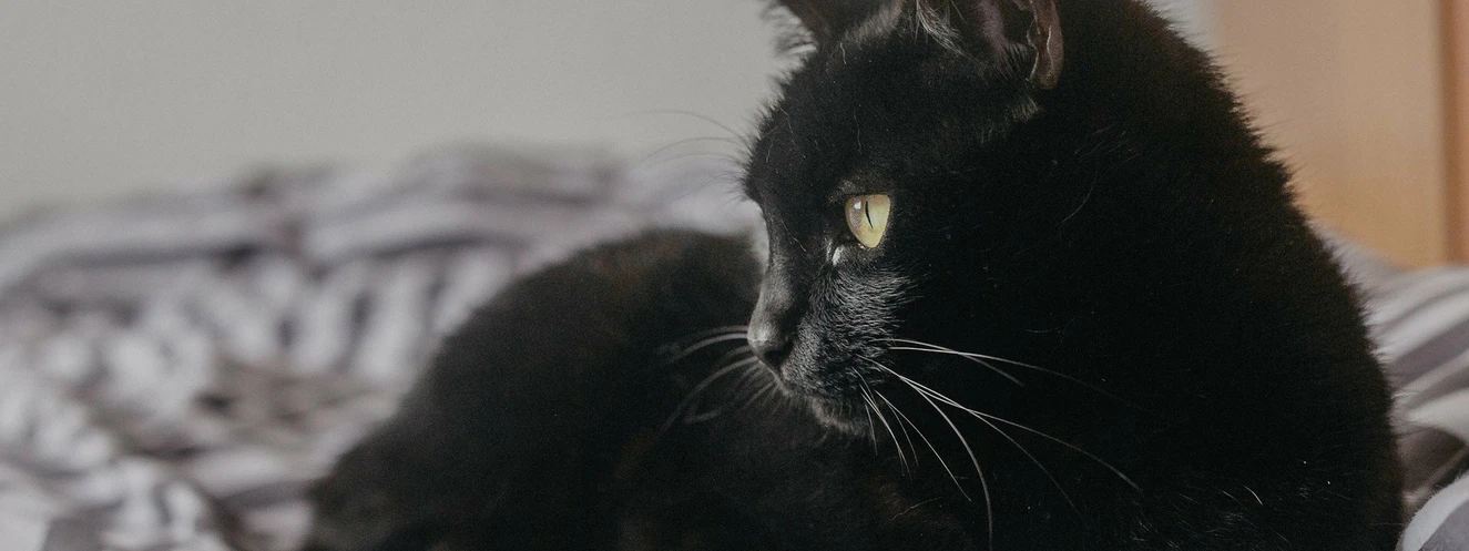 Eine schwarze Katze wurde in Ulm angeschossen