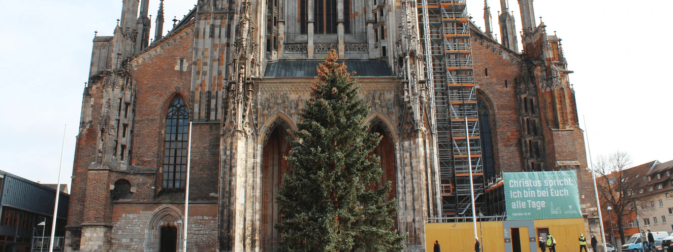 Weihnachtsbaum Münster