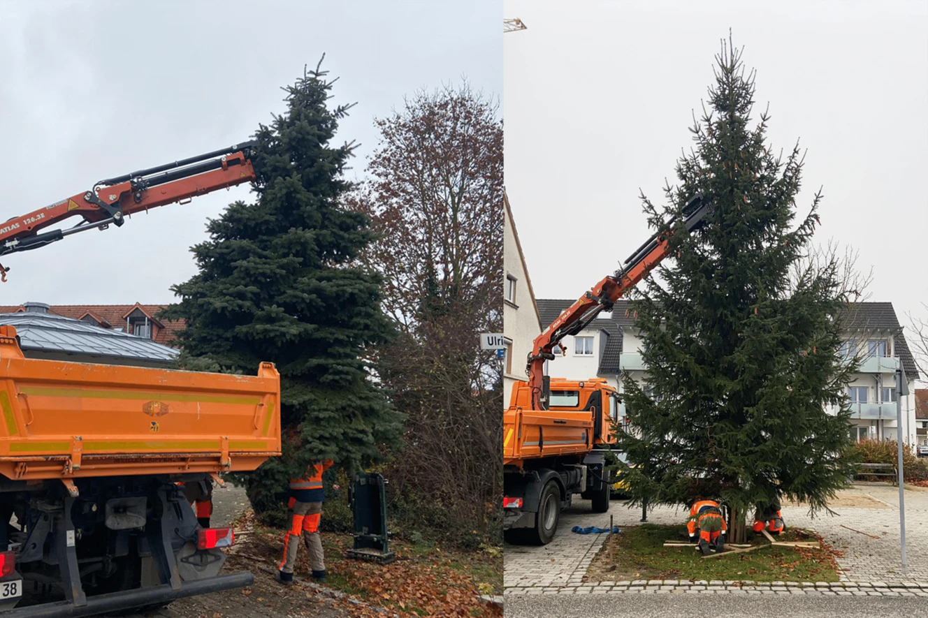 Weihnachtsbäume Neu-Ulm — © Stadt Neu-Ulm