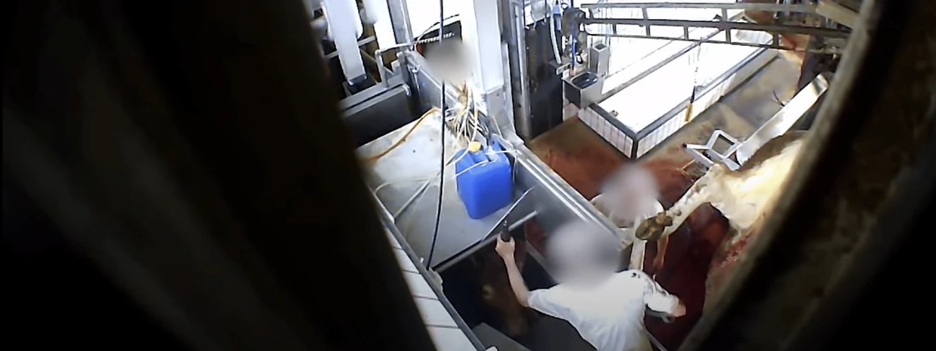Schlachthof Biberach — © YouTube/SOKO Tierschutz