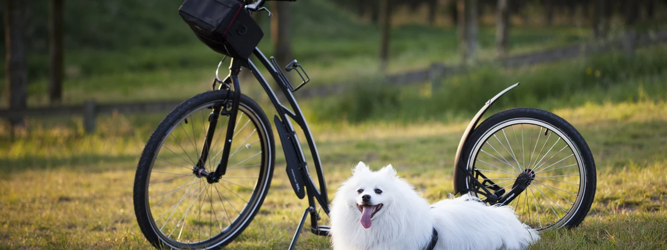 Ein Hund wird vor den Tretroller gespannt