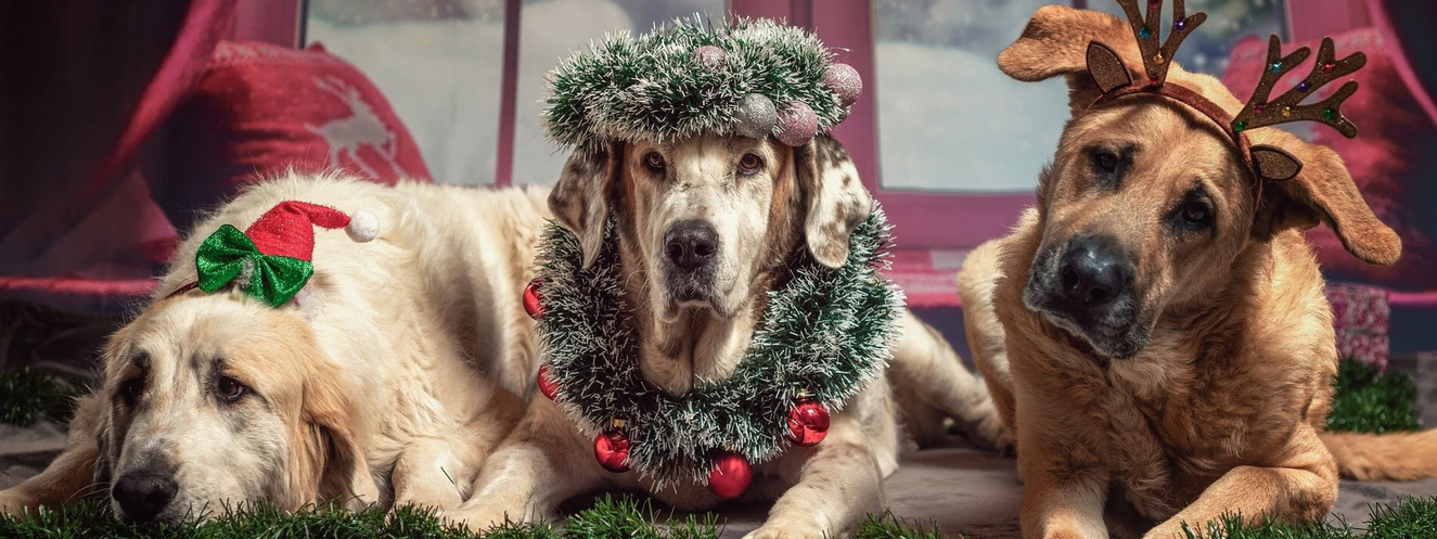 Drei geschmückte Hunde liegen vor dem geschmückten Weihnachtsbaum