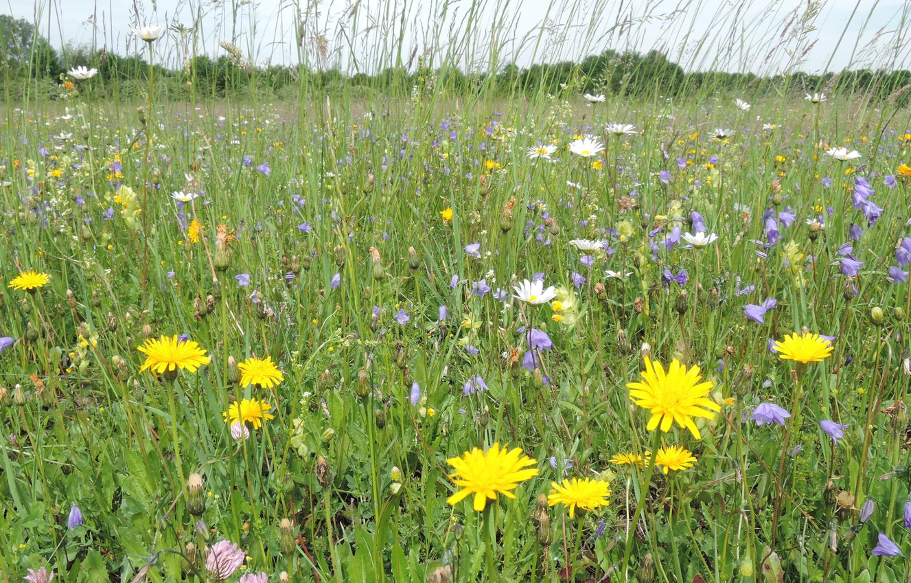 wiese — © Landratsamt Unterallgäu