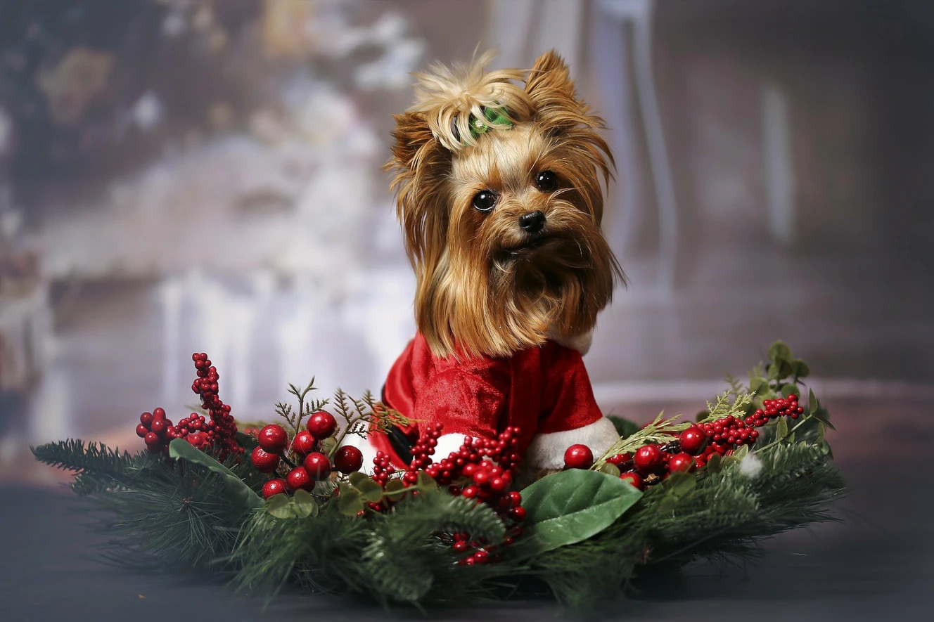Ein Hund in weihnachlichen Outfit
