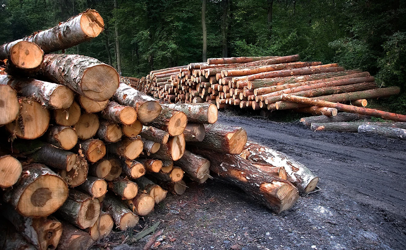 Abgesägte Baumstämme liegen im Wald