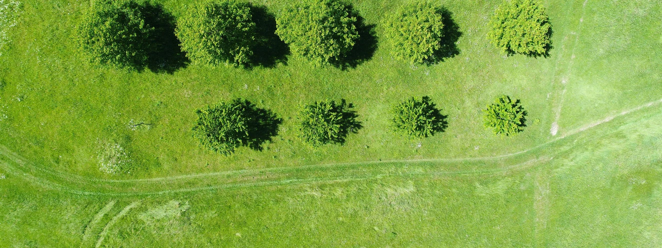 Eine grüne Wiese mit Bäumen von oben