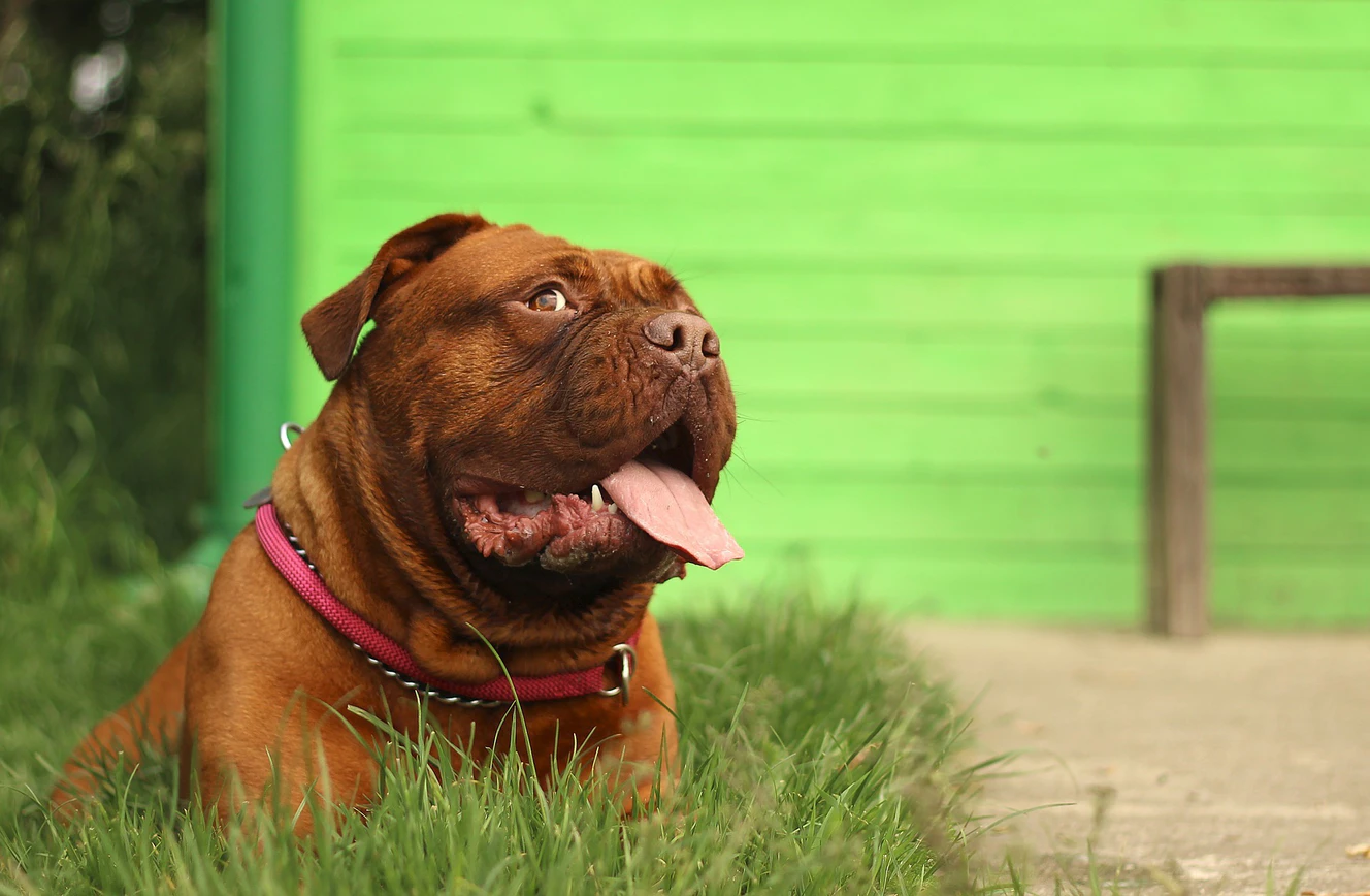 Eine Bordeaux Dogge im Gras