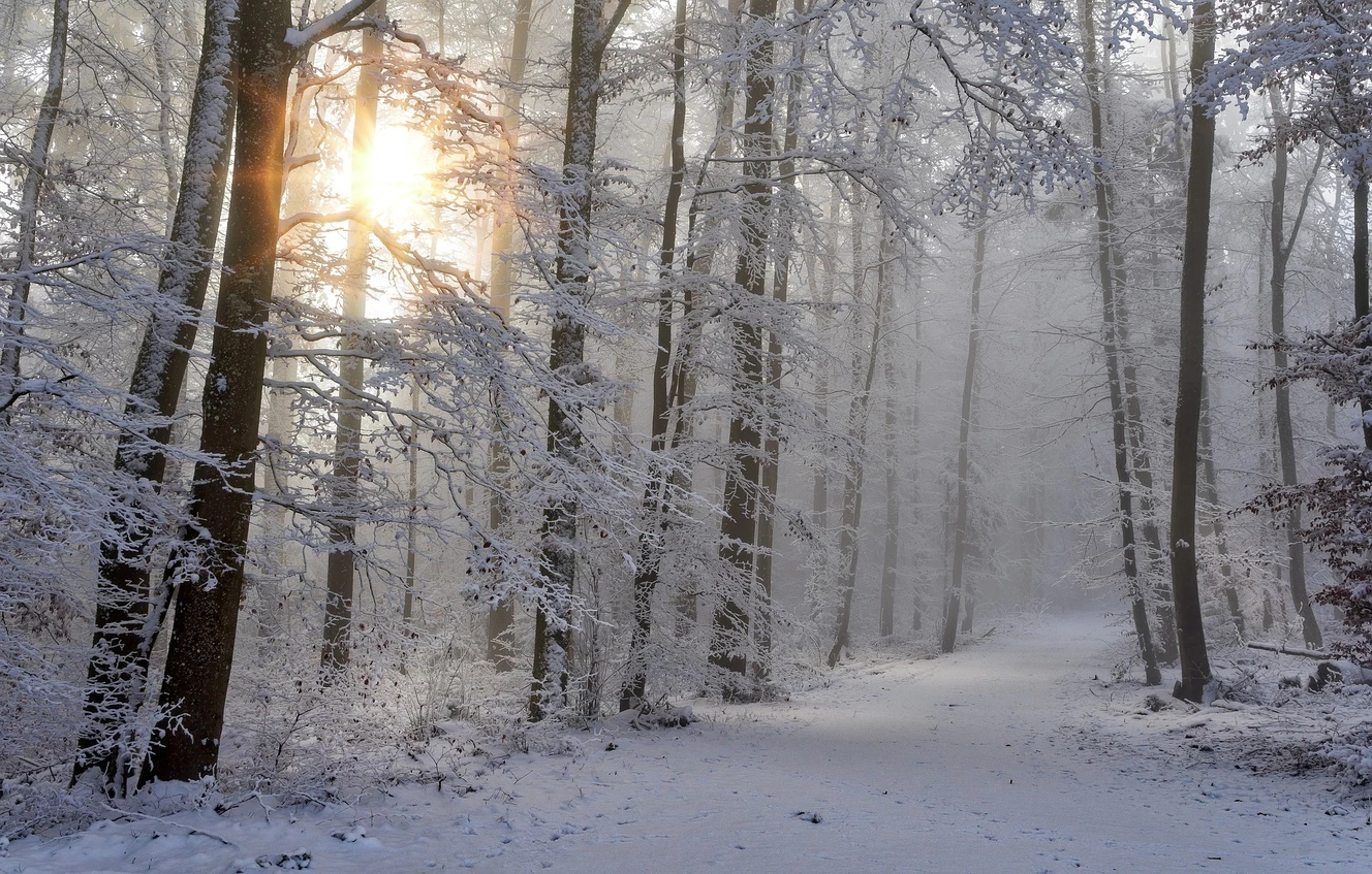 Ein Wald im Winter