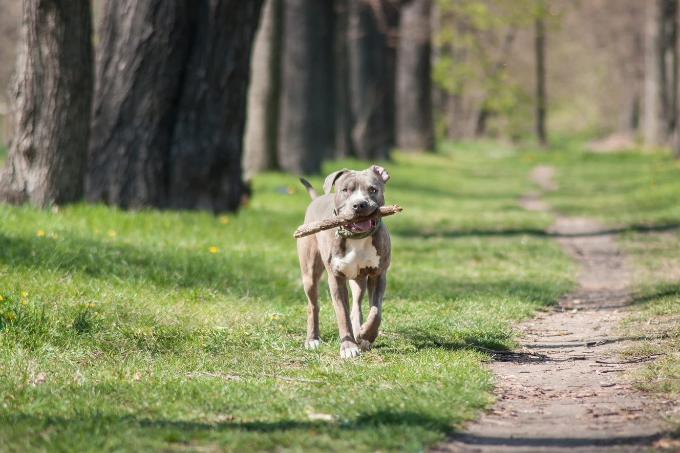 Ein Amstaff steht mit einem Stock im Maul auf einer Wiese