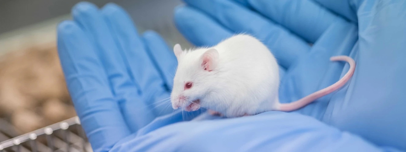 Maus im Tierforschungszentrum der Universität Ulm — © Eberhardt/Uni Ulm