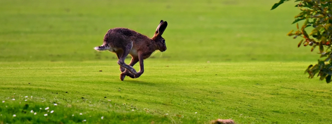 Hase auf Wiese