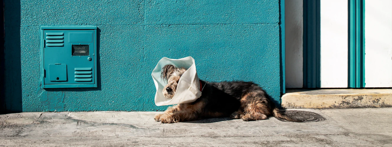 Ein brauner Hund trägt einen Kragen