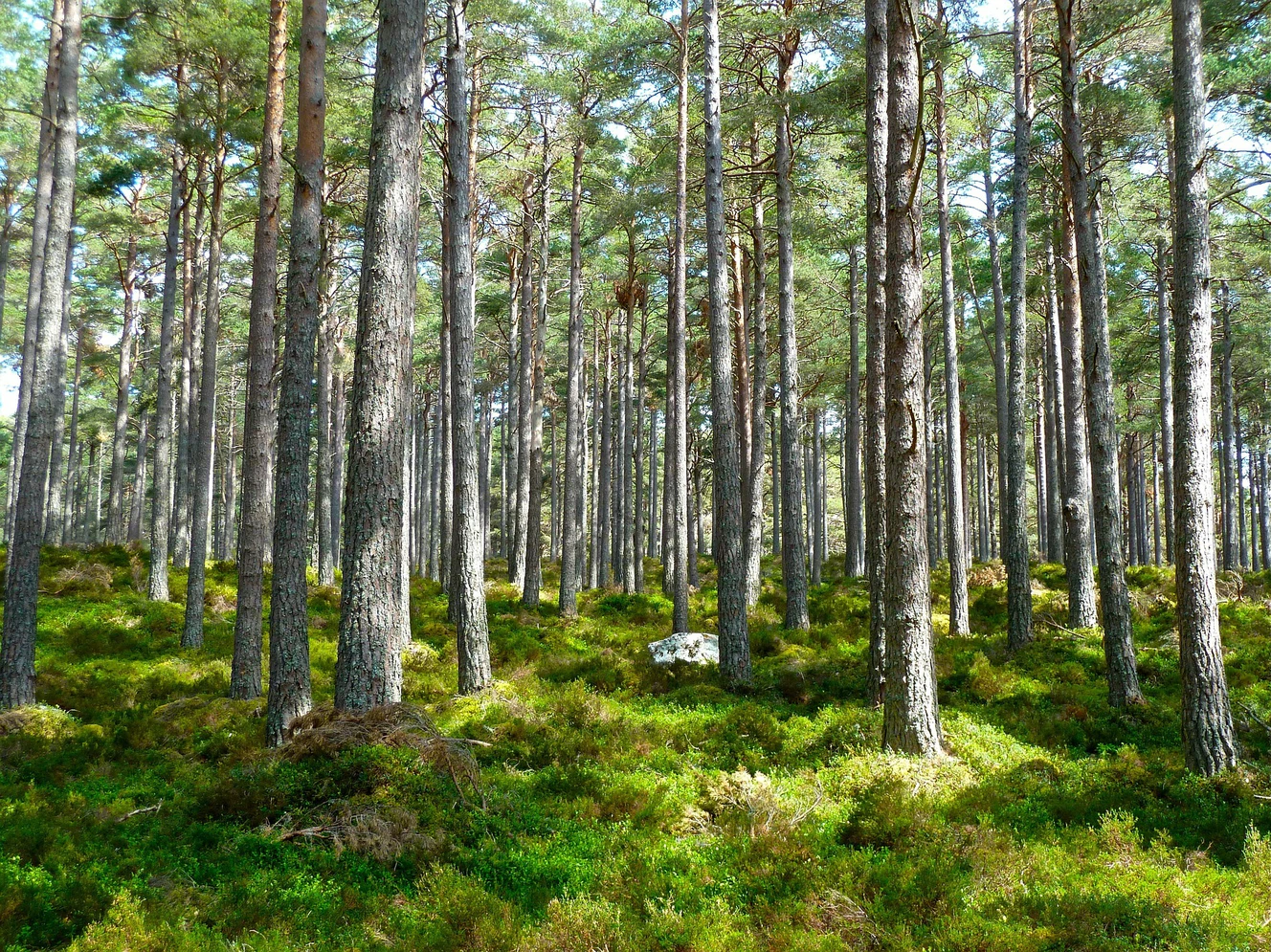 Ein Wald mit Sonnenstrahlen